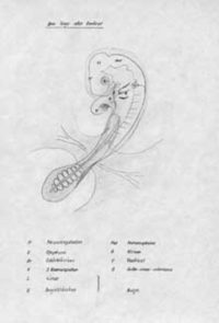 Embryo Gallina 3